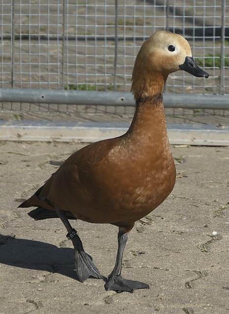 原動力